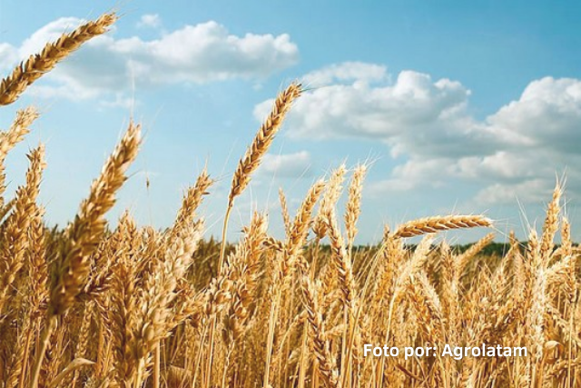 COLOMBIA PODRIA IMPORTAR TRIGO